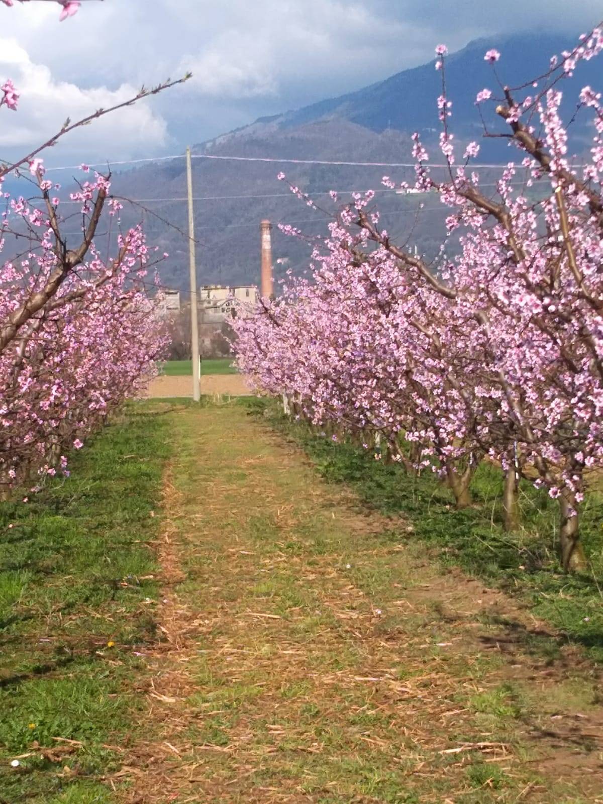 AGRICOLTURA BIOLOGICA: AUTORIZZATO IL NUOVO INSETTICIDA VOLKETE